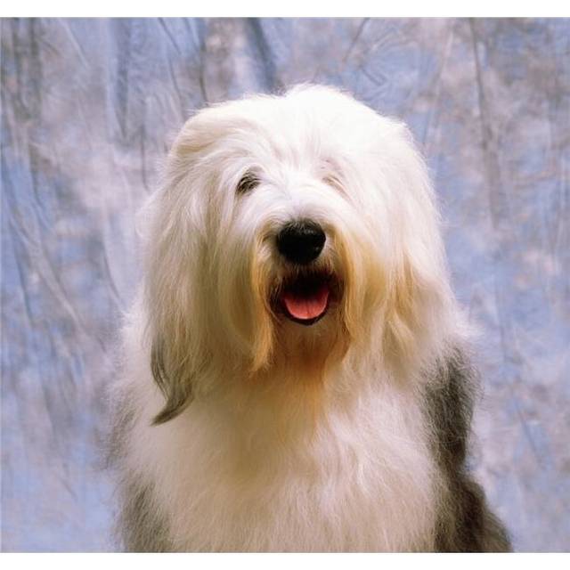 Old English Sheepdog Poster Print by The Irish Image Collection, 30 x 28 - Large