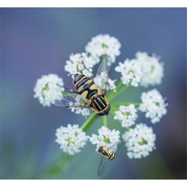 Two Hover Flies On A White Wildflower - Ontario Canada Poster Print by Julie DeRoche, 32 x 28 - Large