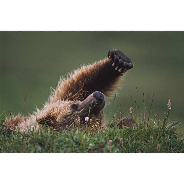 Grizzly Bear Ursus Arctos Stretching - Denali National Park & Preserve Alaska USA Poster Print, 38 x 24
