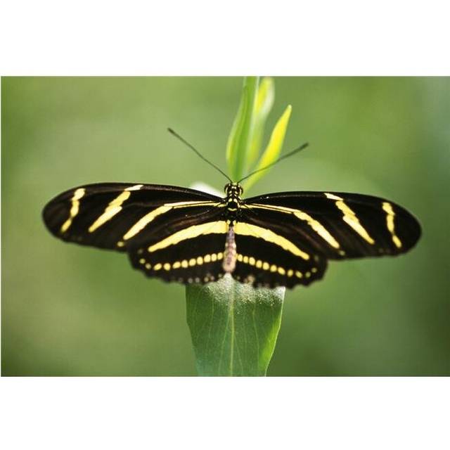 Butterfly Poster Print by Natural Selection Craig Tuttle, 36 x 24 - Large