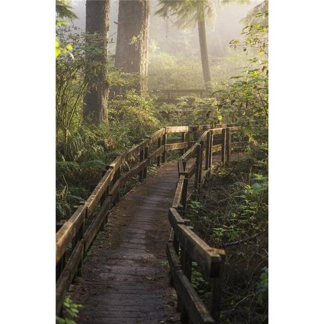 Fog Softens The Sunlight in The Forest Trail To The Cathedral Tree - Astoria Oregon United States of America Poster Print - 12 x 19 in.
