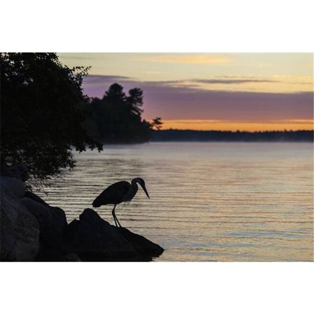 Blue Heron by Balsam Lake At Sunrise - Ontario Canada Poster Print by Vast Photography, 38 x 24 - Large