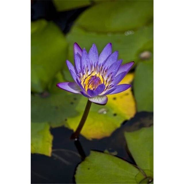 A Purple Lily Blossoming - Maui Hawaii United States of America Poster Print by Scott Mead, 24 x 38 - Large