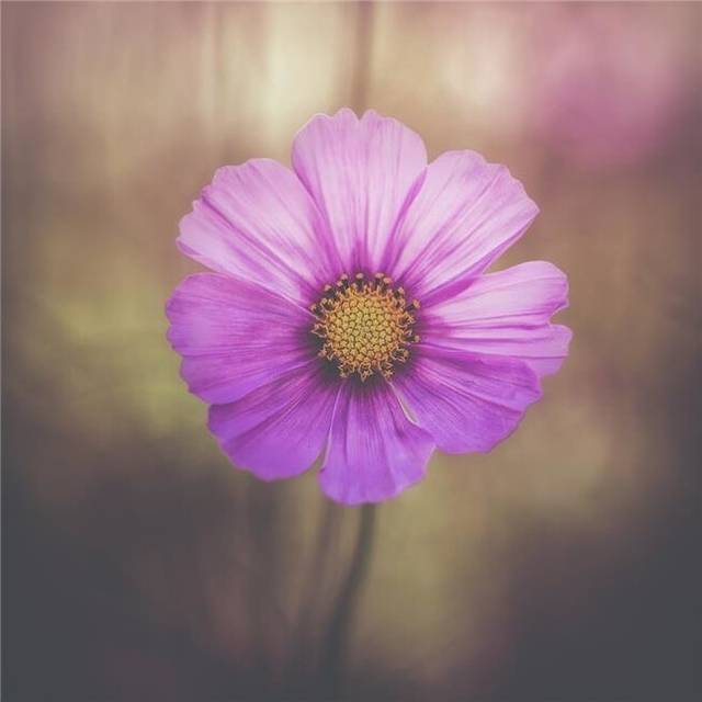 A Delicate Flower in The Jerusalem Botanical Garden - Jerusalem Israel Poster Print - 24 x 24 in. - Large