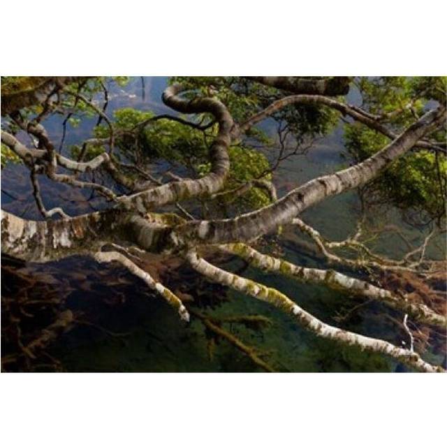 New Zealand Silver Beech Tree Branches Poster Print by Jaynes Gallery - 20 x 13 in.