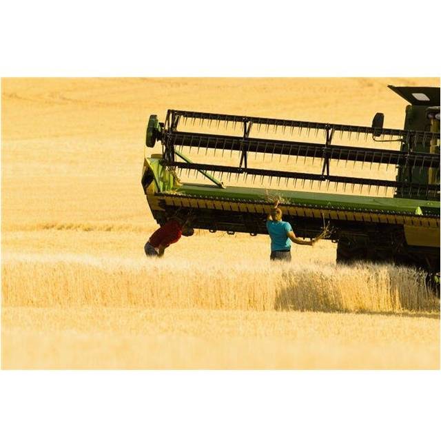 Paplow Harvesting Company Custom Combines A Wheat Field Near Ray - North Dakota United States of America Poster Print - 19 x 12 in.