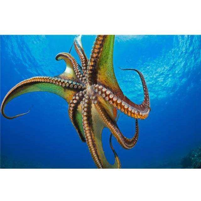 Day Octopus Cyanea in Mid-Water - Hawaii United States of America Poster Print by Dave Fleetham, 38 x 24 - Large