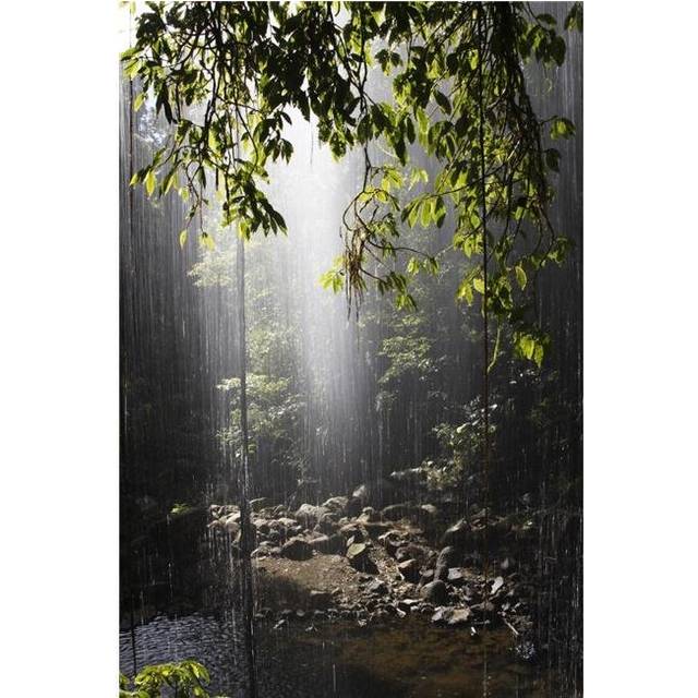 Rainforest Bellingen Australia Poster Print, Large - 24 x 36