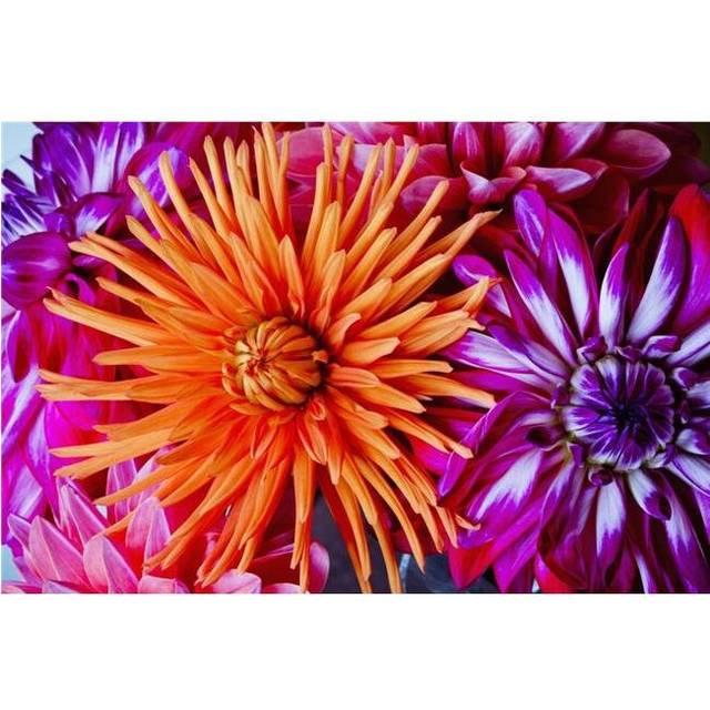 Close Up of Blossoming Flowers - British Columbia Canada Poster Print - 38 x 24 in. - Large