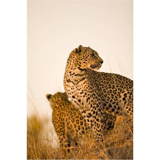 Leopard Poster Print, Large - 24 x 36