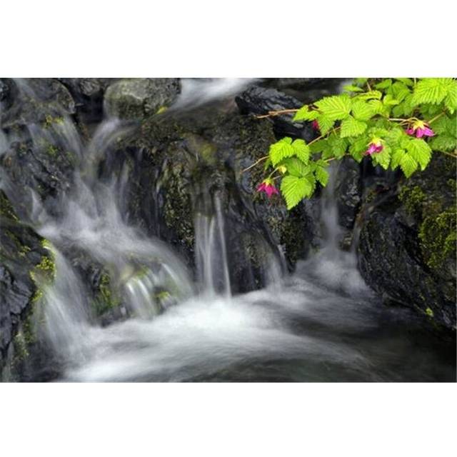 A Sprig of Salmonberry Flowers & Leaves Drape Over Waterfall Kodiak Alaska Poster Print by Marion Owen, 38 x 24 - Large