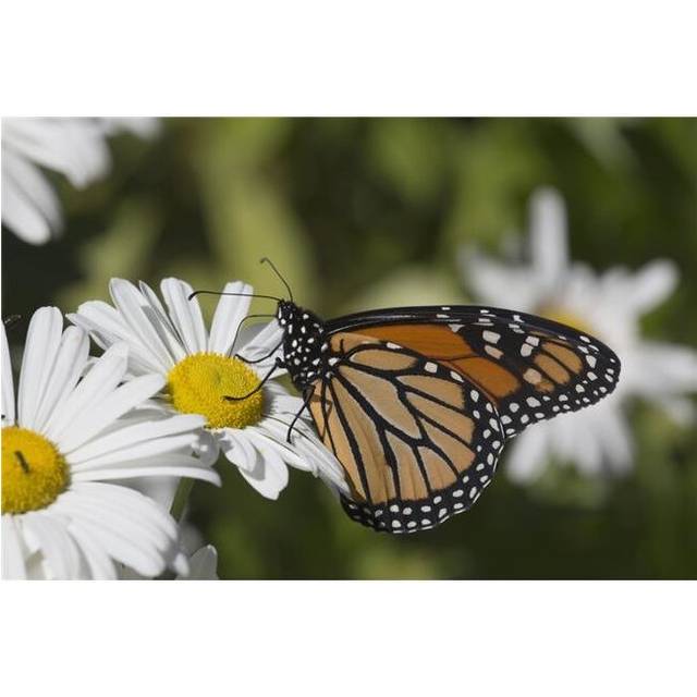 Monarch Butterfly Nectaring on A Montauk Daisy in Autumn - Madison Connecticut United States of America Poster Print - 19 x 12 in.