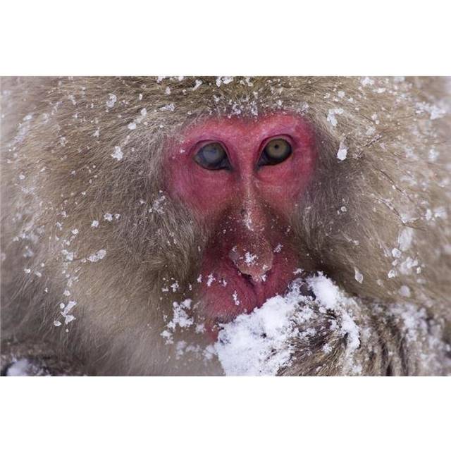 Japanese Snow Monkey Poster Print by Natural Selection Anita Weiner, 36 x 24 - Large