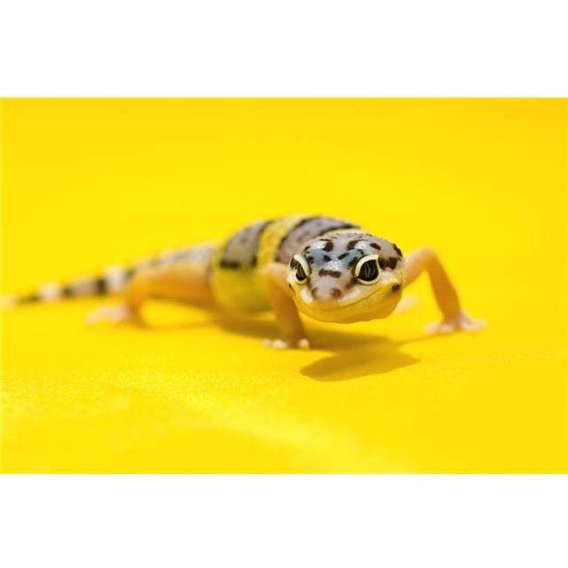 Baby Leopard Geckos On Yellow Poster Print, Large - 34 x 22
