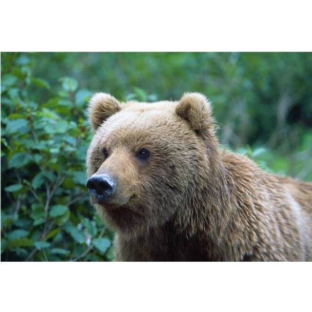 Alaskan Brown Bear Poster Print by Natural Selection David Ponton, 18 x 12