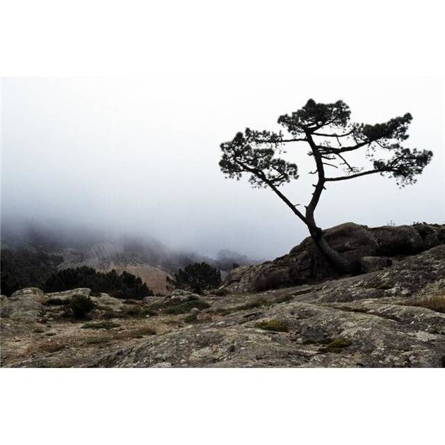 Silhouette of Tree in Mist Poster Print by John Doornkamp, 36 x 22 - Large