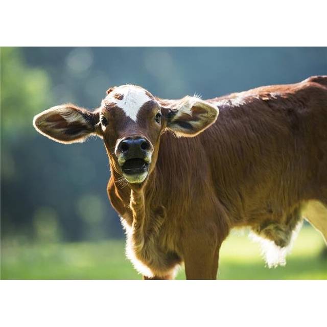Herford Calf Bawls for Its Mother - Gaitor Florida United States of America Poster Print by Mark Emery, 36 x 26 - Large