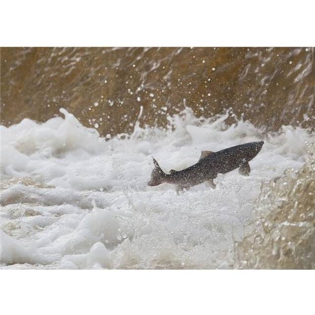 Fish Jumping Upstream In the Water Poster Print, 36 x 26