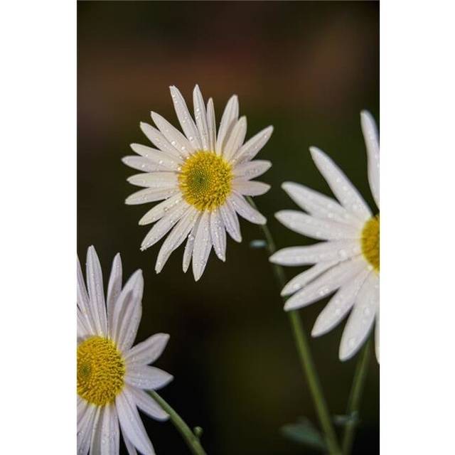 Korean Chrysanthemums New York Botanical Garden - New York City United States of America Poster Print - 24 x 36 in. - Large