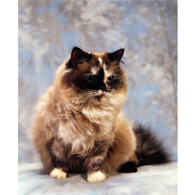 Cat - Portrait of A Cat Poster Print by The Irish Image Collection, 26 x 34 - Large