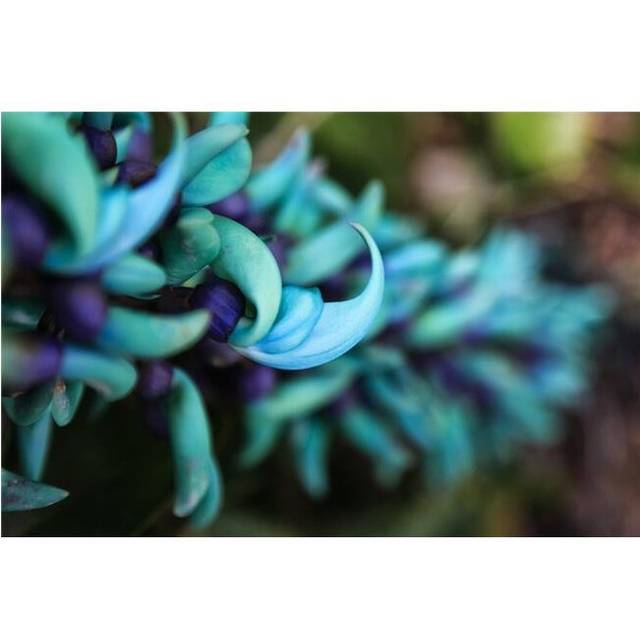 Blue Jade Plant with Purple Flowers - Hawaii United States of America Poster Print by Scott Mead, 38 x 24 - Large