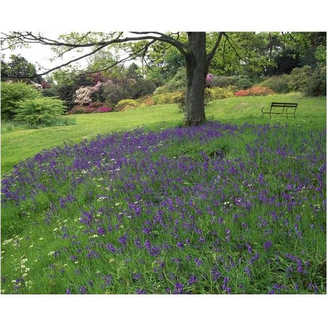 Rowallane Garden Co Down Ireland - Wild Garden Poster Print by The Irish Image Collection, 34 x 26 - Large
