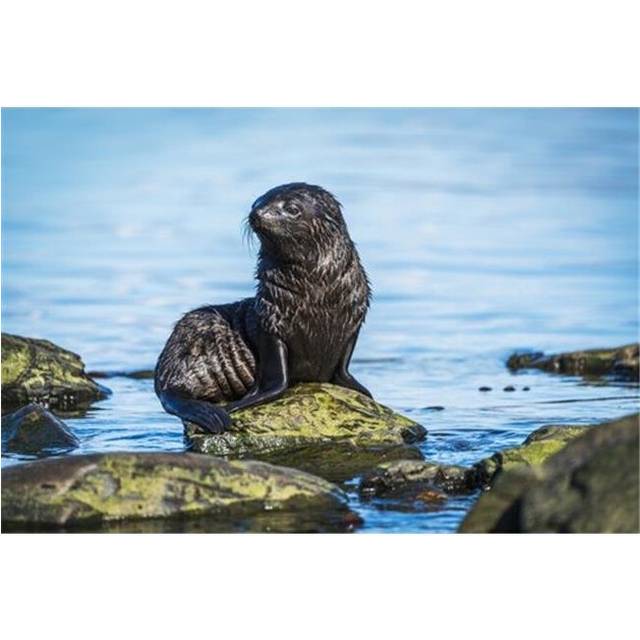 Wet Antarctic Fur Seal Poster Print by Nick Dale, 38 x 24 - Large
