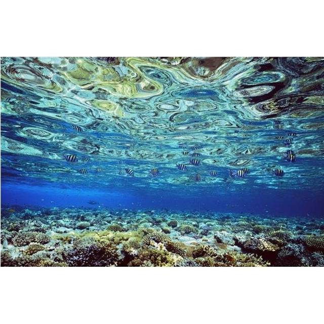 Fish & Coral Underwater Reflected In Water, Red Sea Poster Print, 34 x 22 - Large