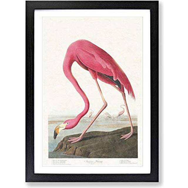 Pink Flamingo by John James Audubon Framed Wall Art Picture Print Ready to Hang, Black A2 (62 x 45 cm)