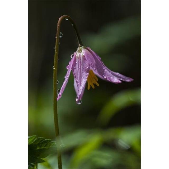Rain Drops Cling To A Coast Fawn Lily Erythronium - Hamlet Oregon United States of America Poster Print by Robert L.Potts, 12 x 19