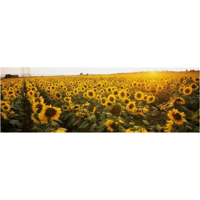Sunflower Field Poster Print by The Irish Image Collection, 44 x 15 - Large