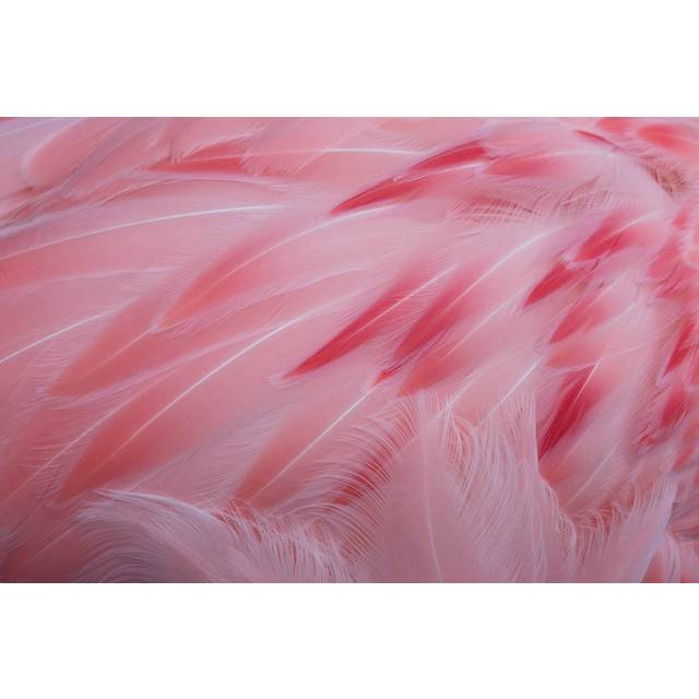 Pink Feathers - Wrapped Canvas Art Prints (30cm H x 46cm W x 3.8cm D)