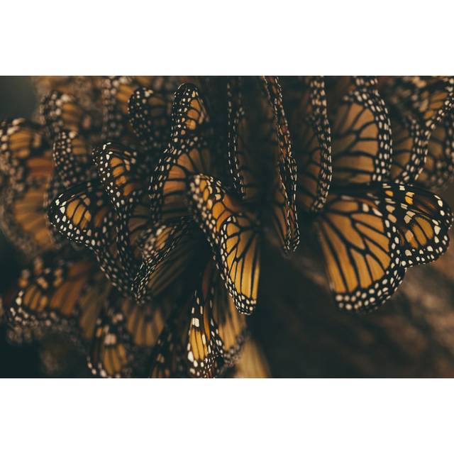 Monarch Butterfly Migration by Mmeemil - Wrapped Canvas Art Prints - Black;Brown (20cm H x 30cm W)