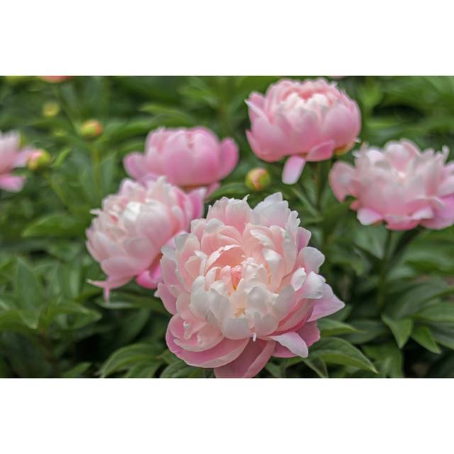 Pretty Pink Pastel Peonies - Wrapped Canvas Art Prints - Green;Pink (30cm H x 46cm W x 3.8cm D)