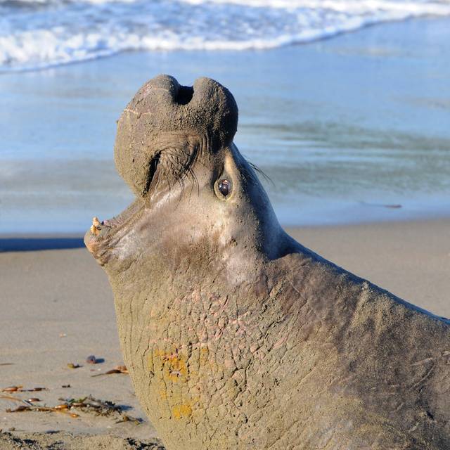 Male Elephant Seal - Wrapped Canvas Art Prints - Brown;White;Grey (51cm H x 51cm W x 3.8cm D)