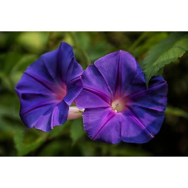 Purple Beach Moonflower - Wrapped Canvas Art Prints - Green;Pink;Purple (61cm H x 91cm W x 3.8cm D)