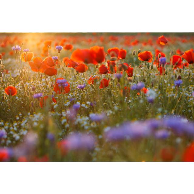 Poppy Field - Wrapped Canvas Art Prints - Green;Orange;Purple (20cm H x 30cm W x 3.8cm D)