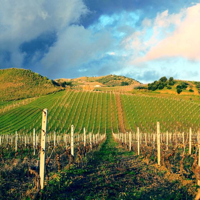 Fields In Evening Light - Print - Blue;Brown;Green (91cm H x 91cm W x 3.8cm D)