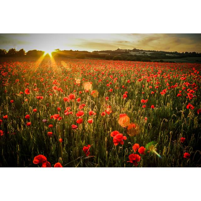 Poppy Field - Wrapped Canvas Art Prints - Green;Orange (51cm H x 76cm W x 3.8cm D)