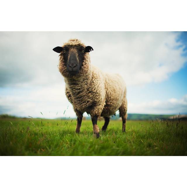 Lamb in Meadow by Piskunov - Wrapped Canvas Art Prints - Black;White;Green (20cm H x 30cm W x 3.8cm D)