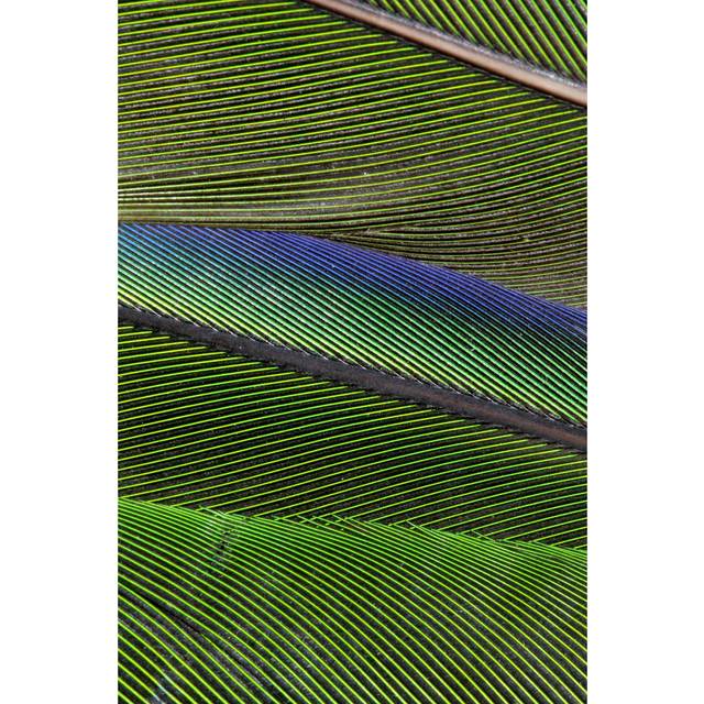 Blue And Green Parrot Feathers by Stevegeer - Wrapped Canvas Art Prints - Blue;Brown;Green (76cm H x 51cm W x 3.8cm D)