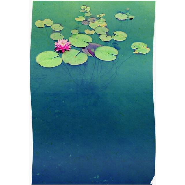 Posters Lily Pond Blues 16x20 inch or 20x20 inch Wall Art Soccer Print