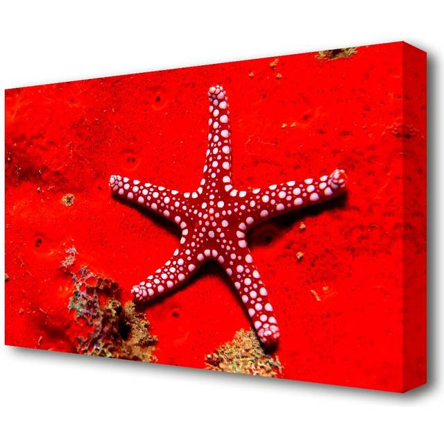 'Red Starfish' - Wrapped Canvas Photographic Print (81.3 cm H x 121.9 cm W)