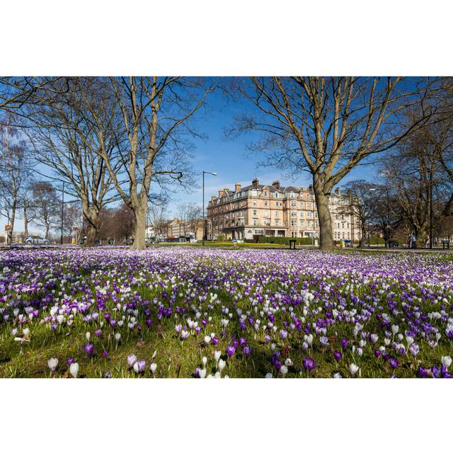 Spring Day in Harrogate with Crocuses - Wrapped Canvas Photograph (8&#34;H x 12&#34;W)