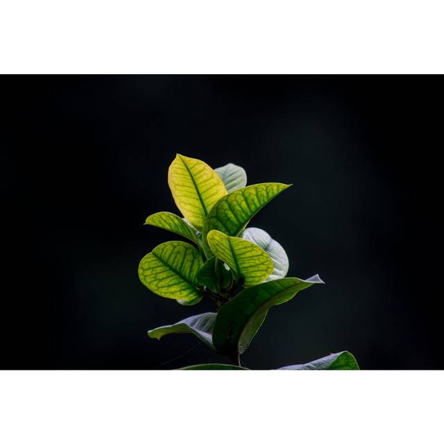 Hanging Leaves by Robbie Ross - Wrapped Canvas Photograph (51cm H x 76cm W x 3.8cm D)
