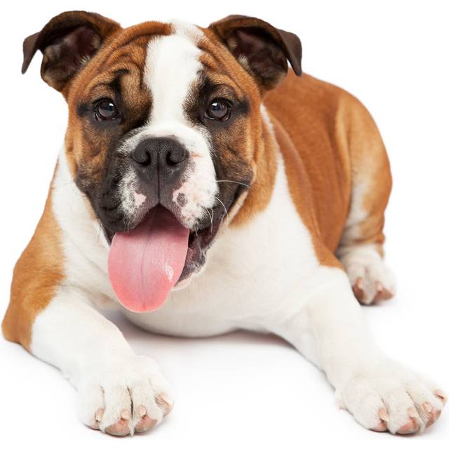 English Bulldog Relaxing - Wrapped Canvas Art Prints - Brown;White (51cm H x 51cm W)
