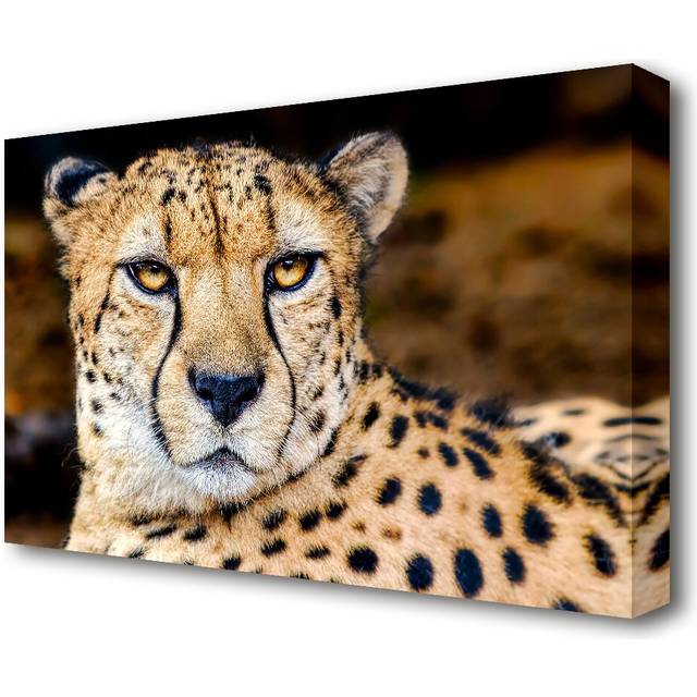 Beautiful Cheetah Face Wildlife - Wrapped Canvas Photograph Print (50.8 cm H x 81.3 cm W)