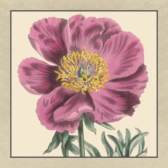 Small Peony Collection III - Wrapped Canvas Painting (91cm H x 91cm W x 3.8cm D)