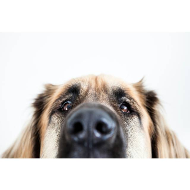 Leonberger Dog - Wrapped Canvas Photograph (30cm H x 46cm W x 3.8cm D)