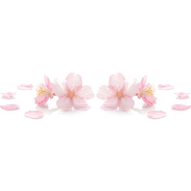 Japanese Pink Cherry Blossom on White by Naoki Kim - Wrapped Canvas Photograph (61cm H x 91cm W)